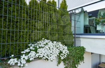 Iberis beautiful white bush grows next to an iron transparent fence