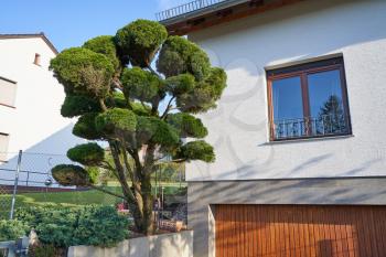 Beautiful curved big Bonsai treeagainst the background of a modern house