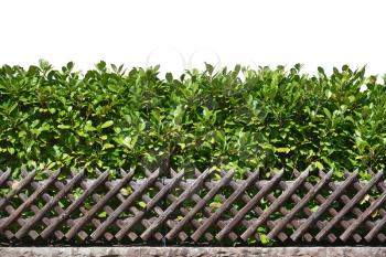 Beautiful wooden garden fence and green shrub on an isolated background. Template