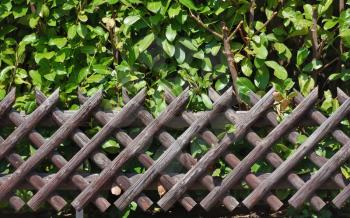 A beautiful wooden diamond-shaped garden fence made of aged wood and a green shrub.