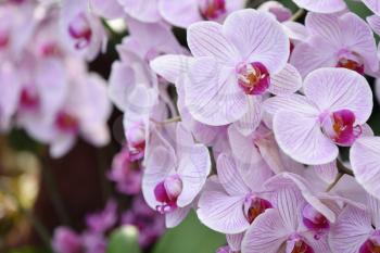 Branch with flowers of a bright lilac orchid close-up. The concept of aromas and beauty