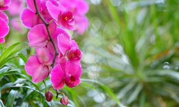 Close-up hanging branch of a bright lilac orchid with text space