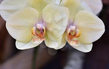 Branch with flowers of a bright yellow orchid close-up. The concept of aromas and beauty