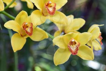 Branch with flowers of a bright yellow orchid close-up. The concept of aromas and beauty