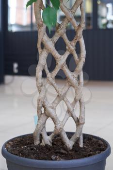 Unusual twisted trunk pigtail plant ficus, cultivation technology