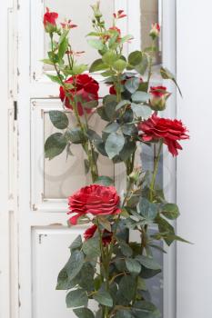 Artificial bush of red roses, stands on the floor indoors against the white wall