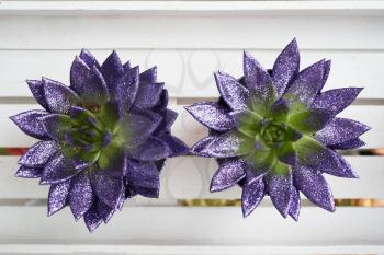 Succulents painted in lilac spangles, against a white wooden shelf