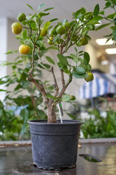 Home plants citrus small Calamondin like a tangerine tree