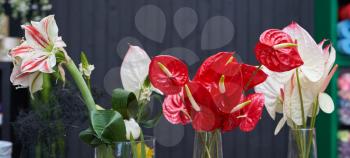 Beautiful and bright flowers Anthurium and Amaryllis, white and red color