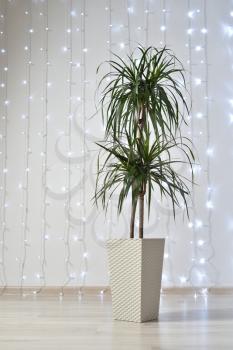 A large and beautiful home plant of dracaena stands on the floor against the background of a white wall with garlands.