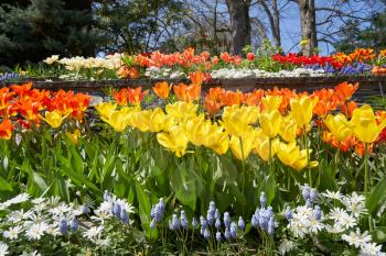 Flower bed of different spring flowers, tulips, daisies, muscari. Spring flowers in the garden