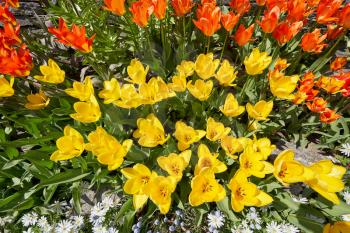 Beautiful flower bed of red and yellow tulips in the garden