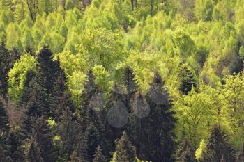 Spring landscape with mixed forest on a hill, coniferous trees and deciduous growth together in the forest Schwarzwald