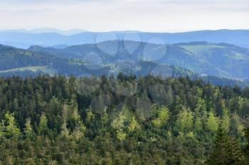 Landscape with coniferous forest and hills in the European forest of Schwarzwald, Germany. The concept of ecology, tourism