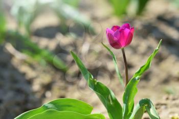 Lilac tulip grows on a sunny day. Text space and tulip