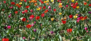 Field in Germany with multicolor tulips on a sunny day