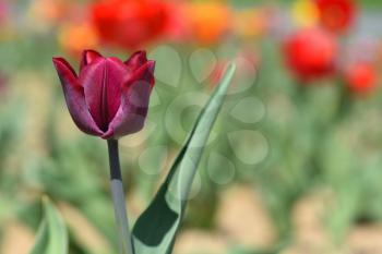 Red tulip on a sunny day in the garden. Text space and tulip