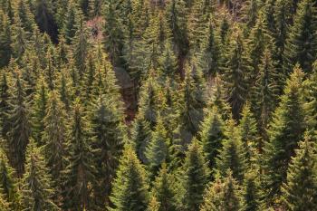 Conifers and their tops in the European forest Schwarzwald