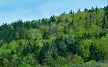 Spring landscape with mixed forest on a hill, coniferous trees and deciduous growth together in the forest Schwarzwald