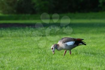 A beautiful gray goose walks on the green grass in spring.
