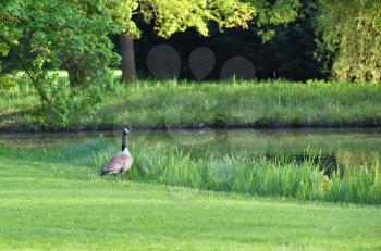 A gray goose walks on the green grass next to the pond in the spring. Space for text