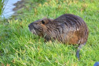 Wet nutria sits in the green grass in a city park