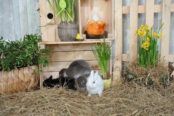 Little rabbits sit on dry hay in the Easter scenery in a photo studio. Easter rustic decor with bunnies