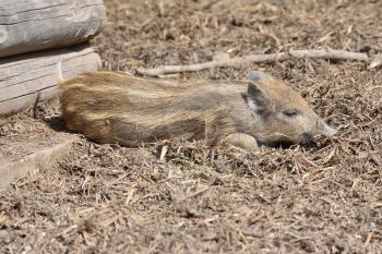 Little pig lies sleeping on the ground on a sunny day