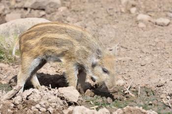 A little pig picks its nose in dirty soil