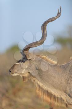 Kudu Antelope Portrait in the wilderness of Africa