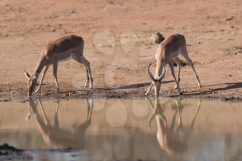 Impala antelope drinking water in the wilderness of Africa