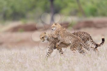 Cheetah cubs playing in the wilderness of Africa