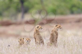 Cheetah family portrait in the wilderness of Africa