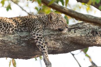 Baby leopard resting on tree, leopard cub in the wilderness of Africa