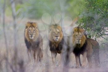 Male lion coalition in the wilderness of Africa
