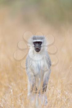 vervet monkey in the wilderness of Africa