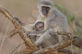 Vervet monkey mom with baby vervet monkey in the wilderness
