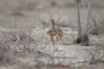 Ostrich chicks in the wilderness of Africa