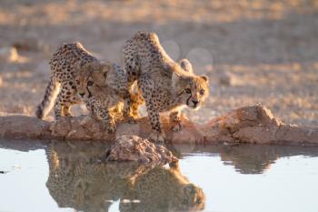 Cheetah cubs in the wilderness of Africa