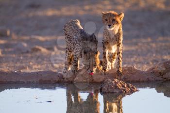 Cheetah cubs in the wilderness of Africa