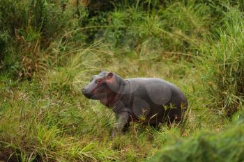 Baby hippo in the wilderness of Africa