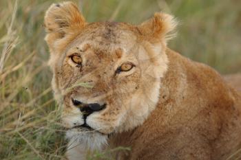 Female lion in the wilderness of Africa