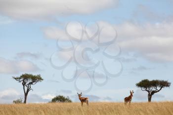Hartebeest in the wilderness of Africa