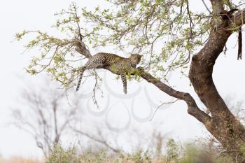leopard resting on tree in the wilderness of Africa