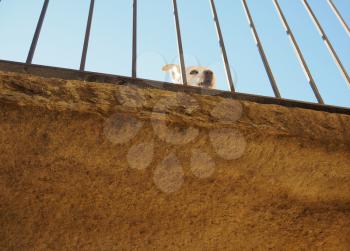 white dog on old stone balcony behind fence