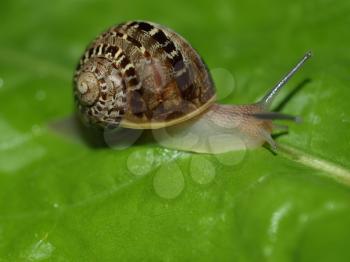 Snail slug on a lettuce leaf