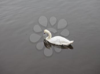 white swan aka Cygnus bird animal in a pond