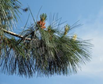 pine (conifer of genus Pinus, family Pinaceae) tree