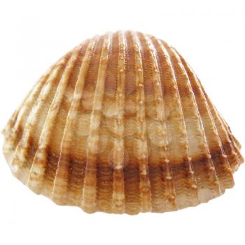 Isolated sea shell over white background picture
