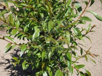 Basket willow (Salix viminalis) aka common osier tree